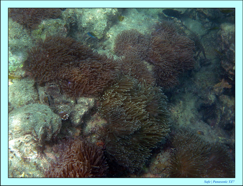2011 - 03 - Koh Ngai 116